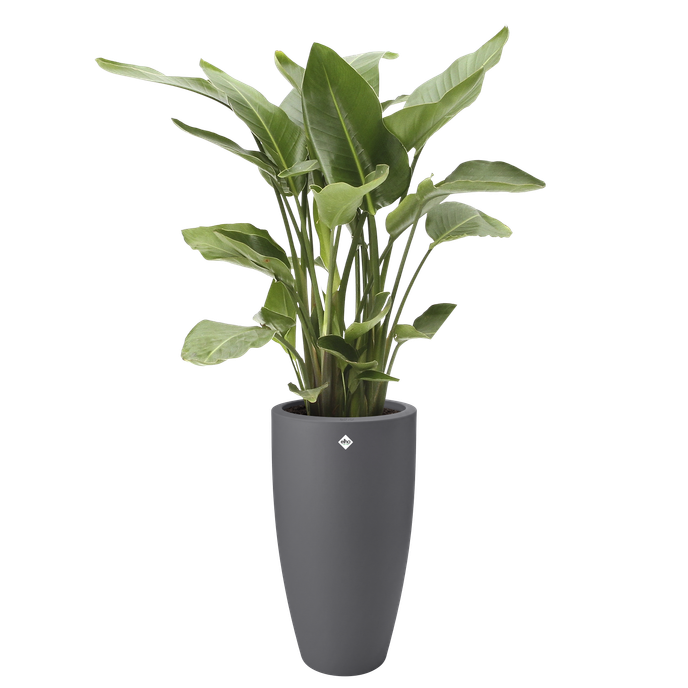 pure soft round high 40cm anthracite